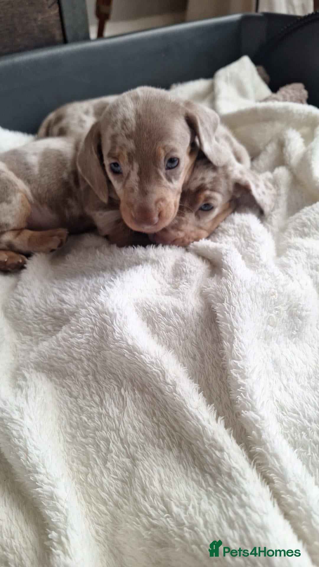 Miniature Dachshund dogs for sale: Outstanding KC Reg Mini Dachshund Puppies   - Advert 1