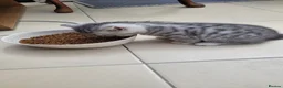 British Shorthair cats for sale:  Blue Snow Leopards looking for forever family in Croydon - Advert 9