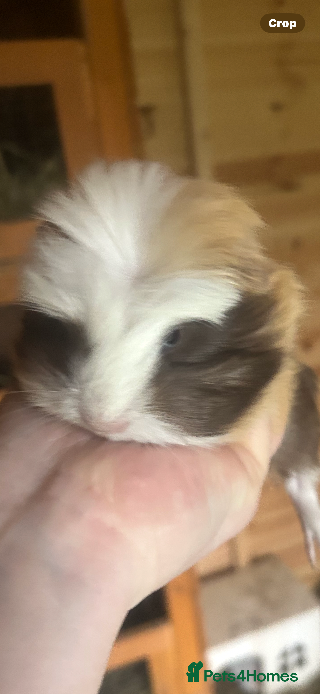 Guinea Pig rodents Male guinespigs  - Advert 7