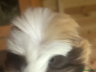 Guinea Pig rodents Male guinespigs - Advert 1