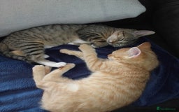 Bengal cats for sale: Bengal female kitten  - Image 2