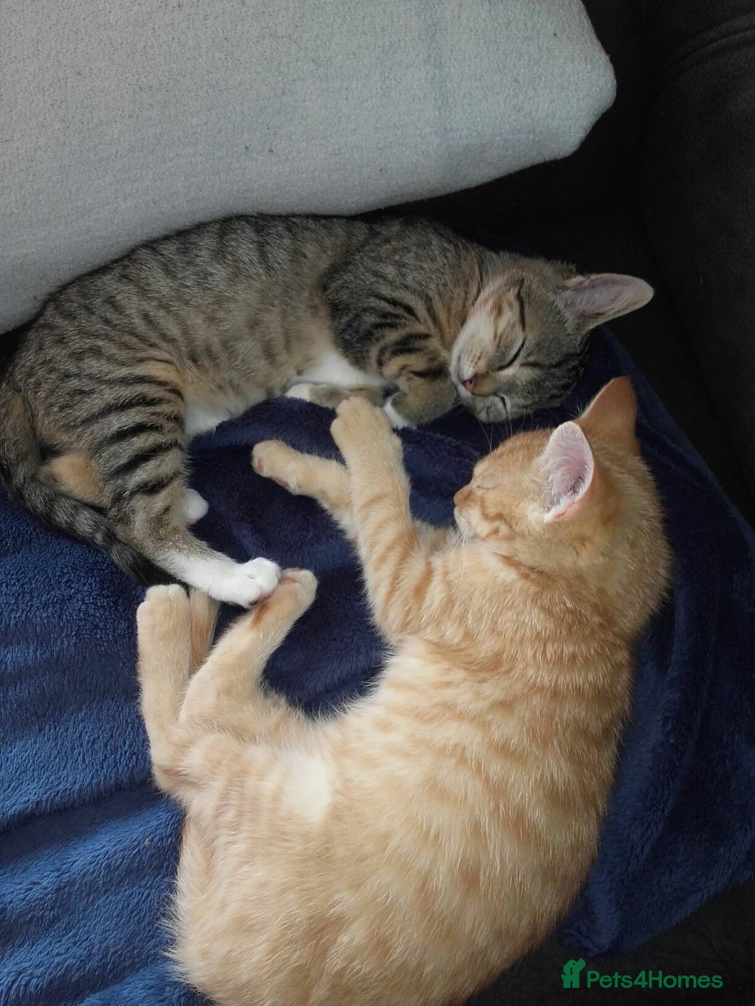 Bengal cats for sale: Bengal female kitten  - Image 2