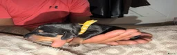 Dachshund dogs for sale: Dachshund Puppies – 2 Reserved, Family Raised - Advert 11