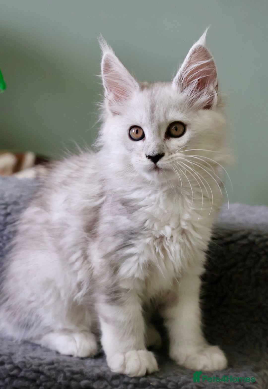 Maine Coon cats for sale: Beautiful Rare Shaded Lines - Image 6