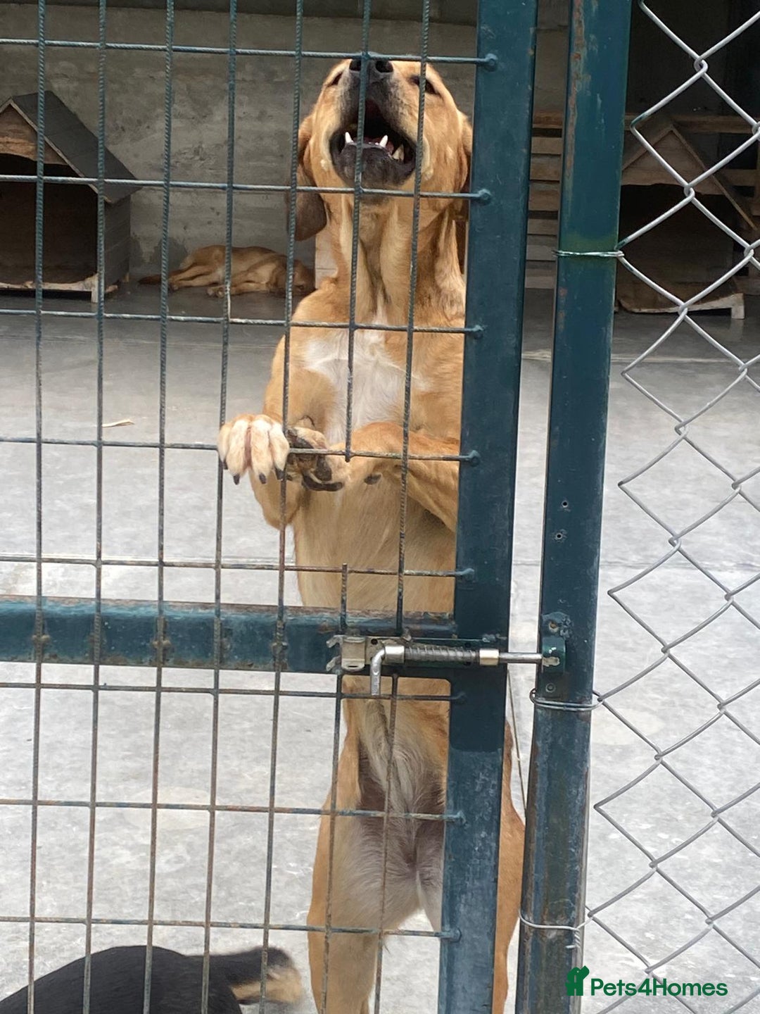 Mixed Breed dogs for adoption: Katie, 1.5 yrs approx. Available for adoption. - Advert 4