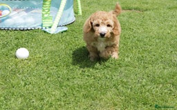 Cockapoo dogs for sale: Beautiful Cockapoo puppies for sale - Image 3