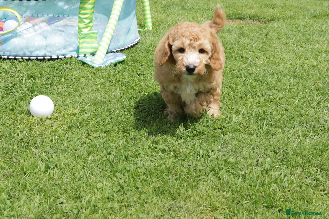 Cockapoo dogs for sale: Beautiful Cockapoo puppies for sale - Image 3
