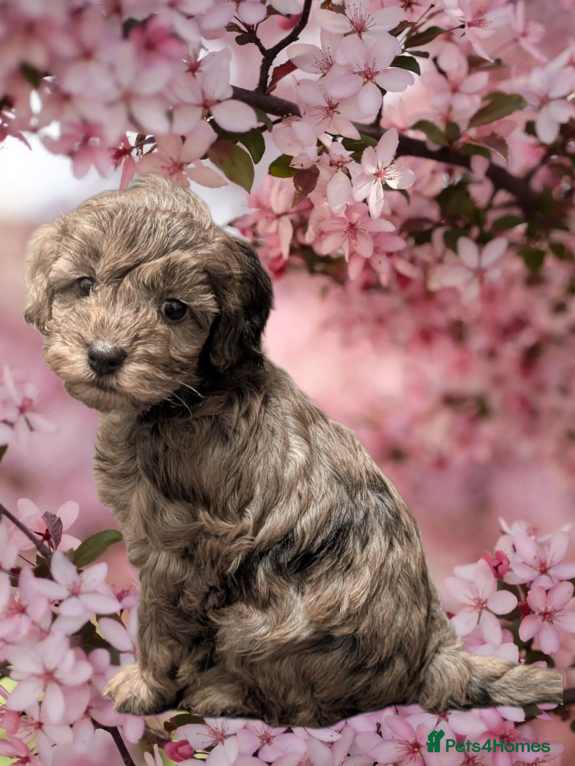 Cockapoo dogs RTL. F2b Cockapoos Amazing coats Parents DNA clear - Advert 11