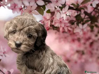 Cockapoo dogs RTL. F2b Cockapoos Amazing coats Parents DNA clear - Advert 8