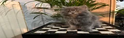 Persian cats for sale: Soo affectionate "Hand reared",persian kitten (M)  - Advert 4