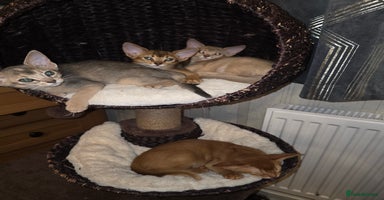 Abyssinian cats - Advert 11