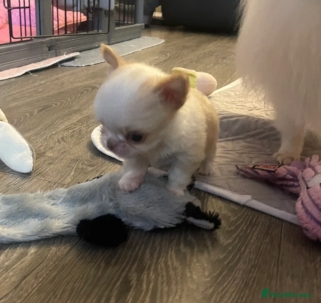 Chihuahua dogs for sale: Gorgeous  little  Longcoat Boy Kc 🌟🌟🌟🌟🌟 - Advert 22