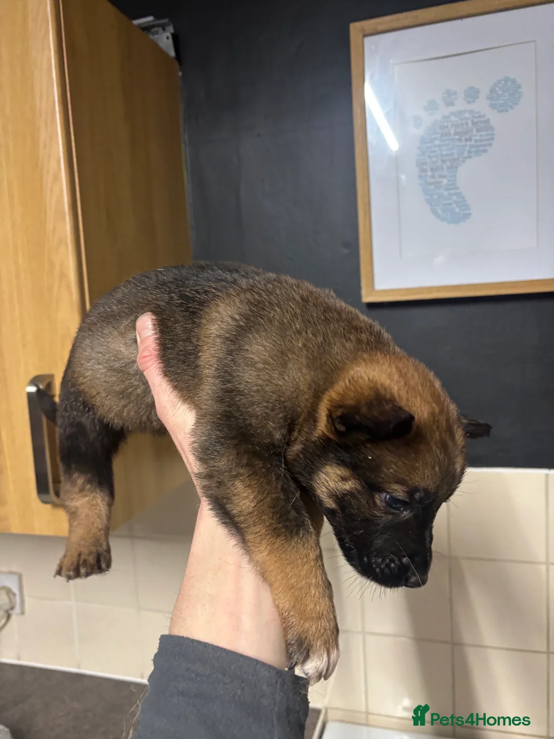 Belgian Shepherd Dog dogs for sale: Belgian shepherd pups - Advert 13