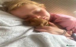 Cocker Spaniel dogs for sale: Beautiful Cocker Spaniel Puppies - Image 15