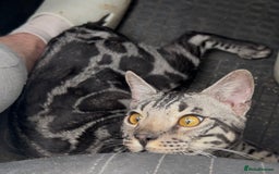 Bengal cats for sale: Intensively socialised bengal kittens - lap cats! in Scunthorpe - Image 23