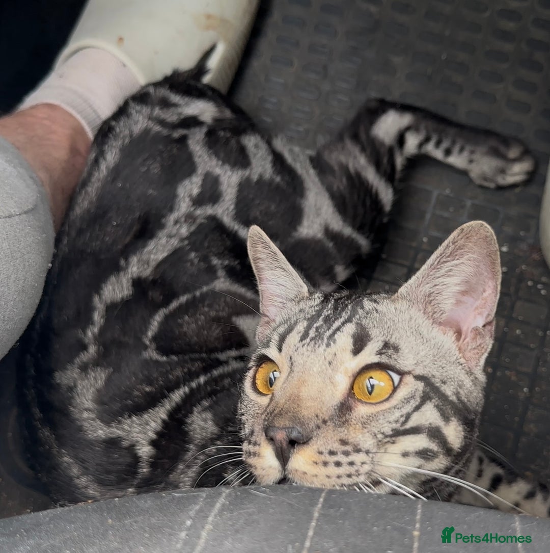 Bengal cats for sale: Intensively socialised bengal kittens - lap cats! in Scunthorpe - Image 23