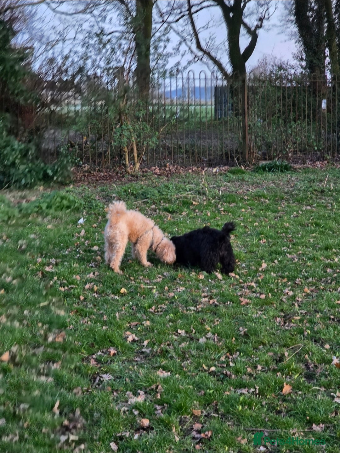 Shihpoo dogs for sale: ADORABLE F1B SHIHPOO PUPPIES! - Image 18