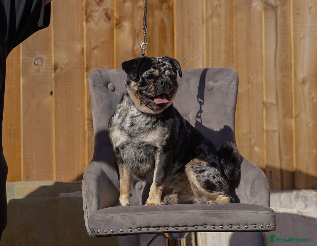 Pug dogs for stud: Merle n tan pug carrying fluffy & choc stud  in Harpenden - Advert 5