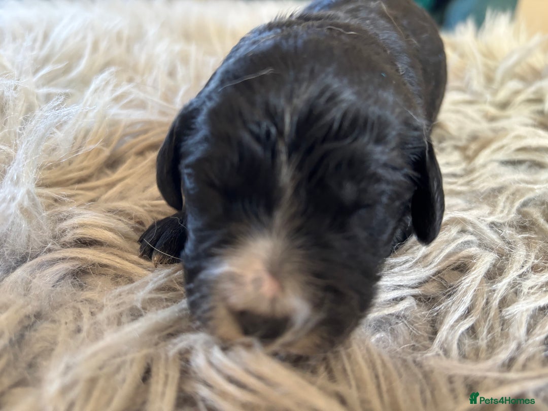 Goldendoodle dogs for sale: 12 Stunning Goldendoodles - Image 3