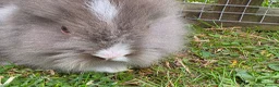 Lionhead rabbits for sale: Adorable baby purebred lionhead bunnies  - Advert 3