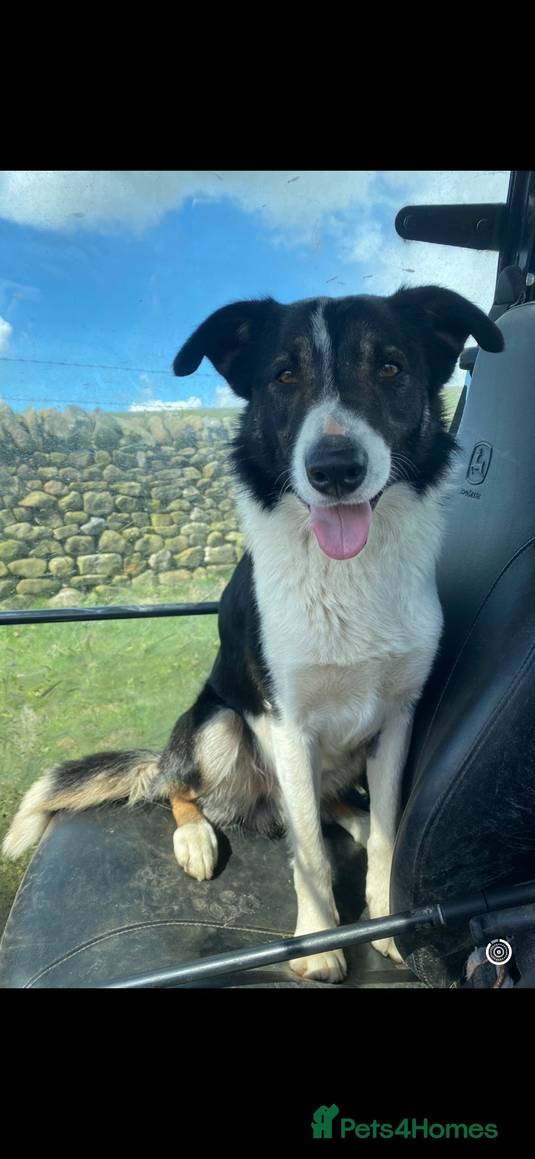 Border Collie dogs for stud: Isds registered pedigree border collie  - Advert 3