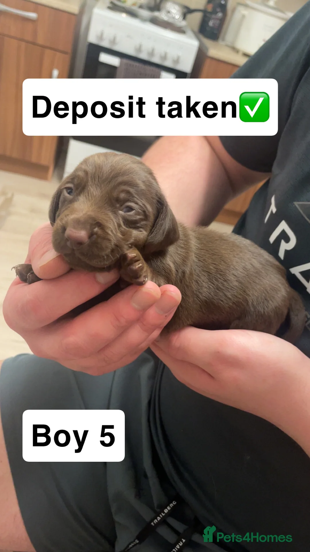 Mixed Breed dogs for sale: Cocker spaniel x dachshund puppies  - Advert 6