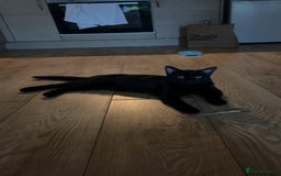 Domestic Shorthair cats for sale: Black kitten for sale  - Image 9