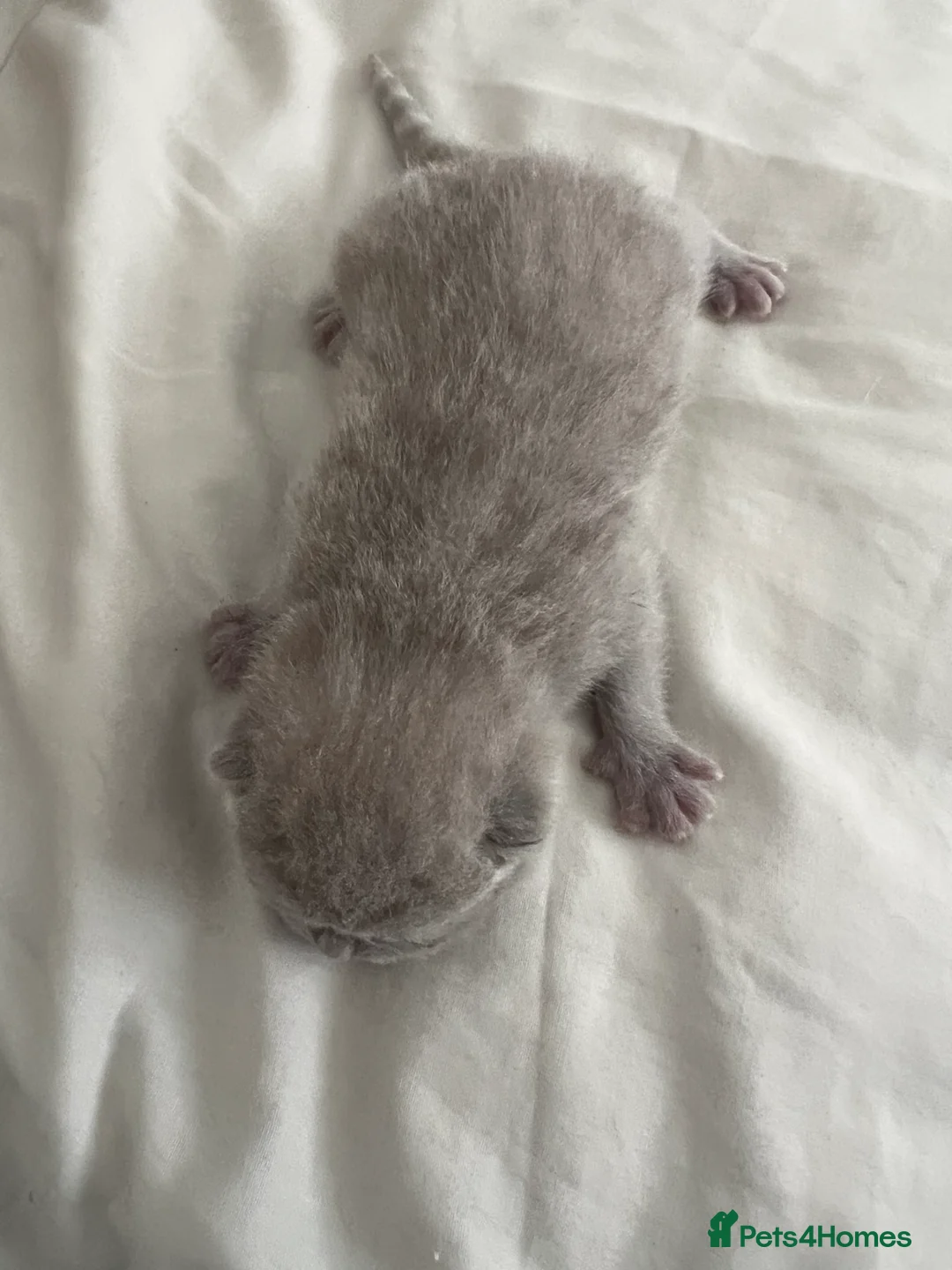 British Shorthair cats for sale: Beautiful British Short Hair Kittens - Advert 2