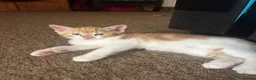 Mixed Breed cats for sale: Beautiful playful kitties  - Advert 7