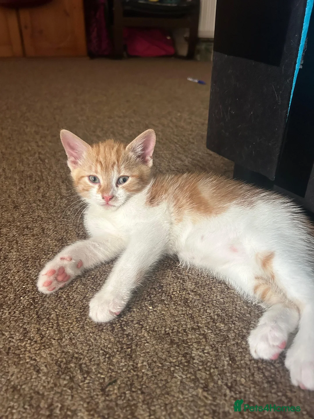 Mixed Breed cats for sale: Beautiful playful kitties  - Advert 7