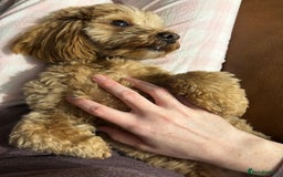 Cavapoochon dogs for sale: Toy Cavapoochon Puppies F1B - Image 8