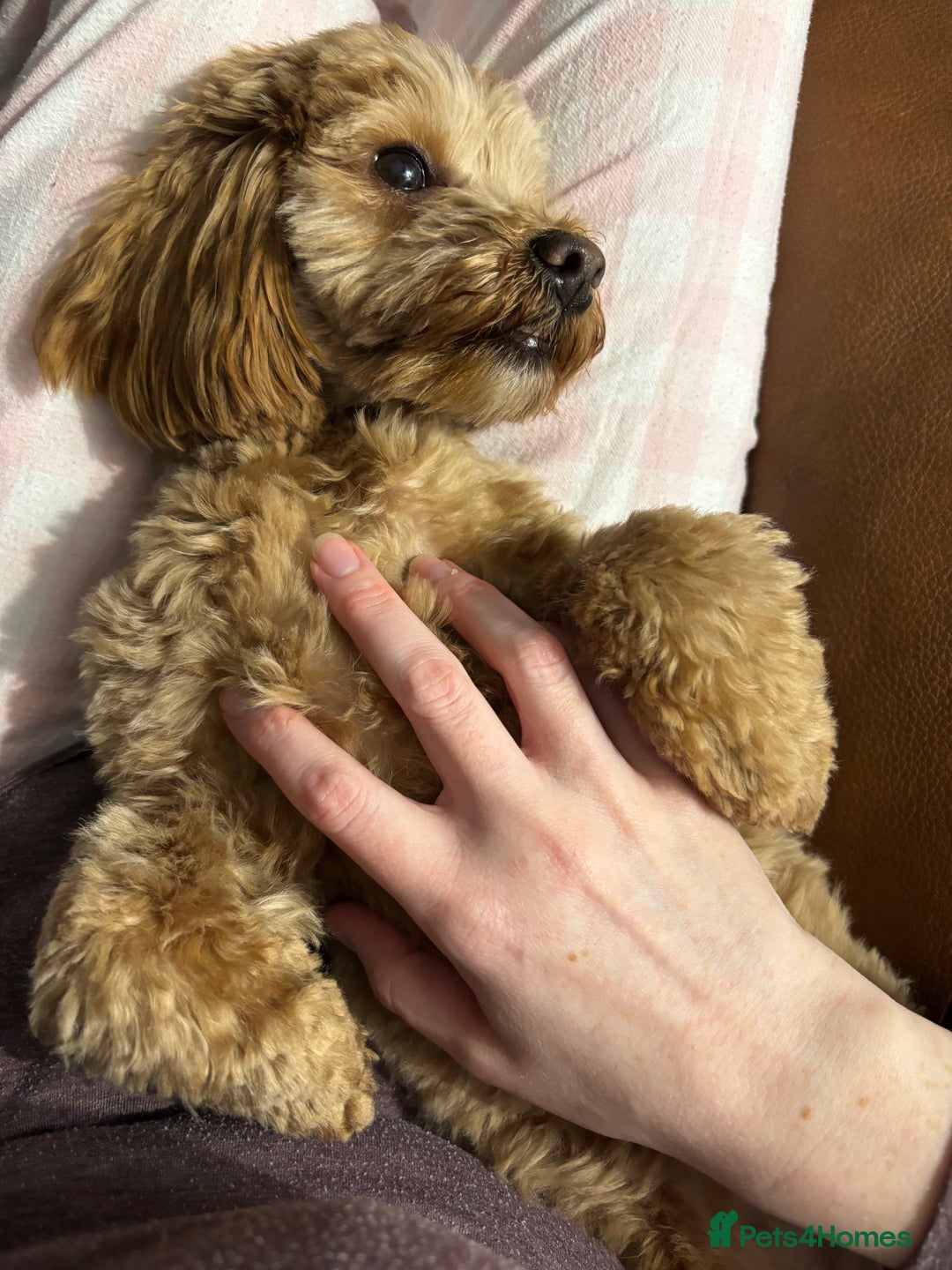 Cavapoochon dogs for sale: Toy Cavapoochon Puppies F1B - Image 8