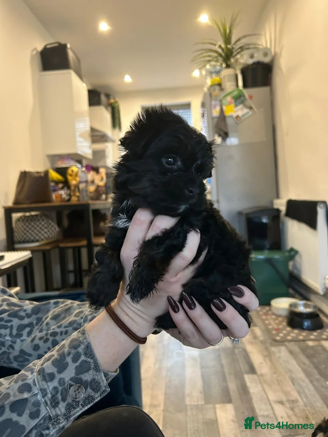 Havanese dogs for sale: Beautiful Havanese Puppies - Advert 13