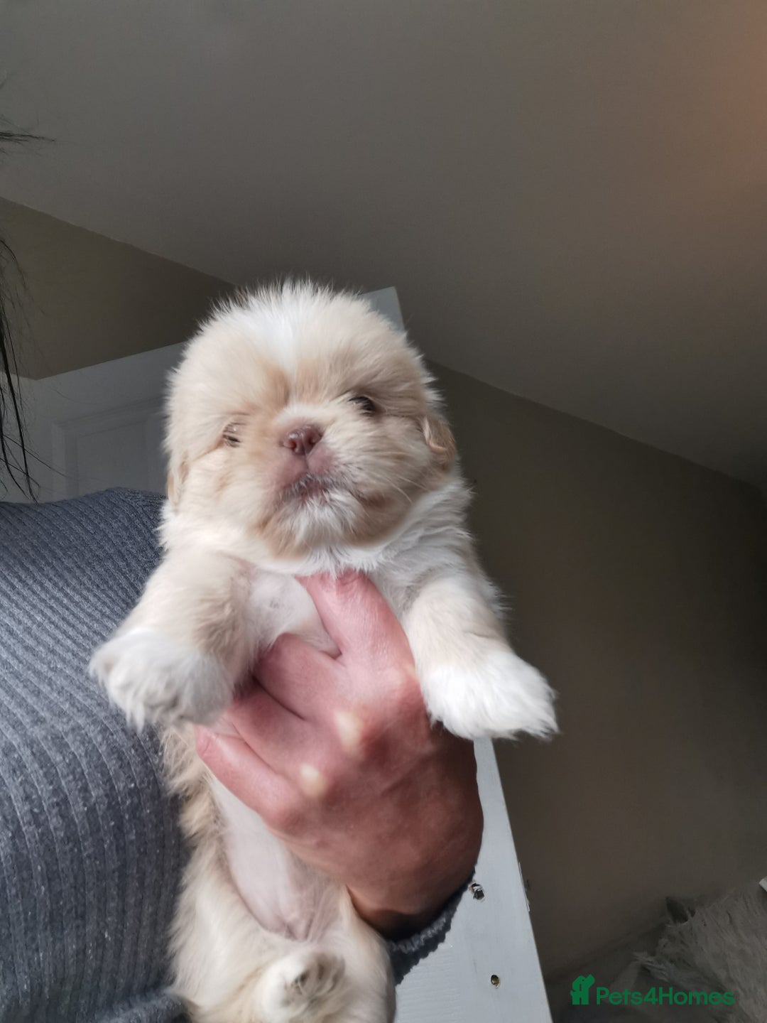 Shih Tzu dogs for sale: Adorable fluufy shihtzus  - Advert 8