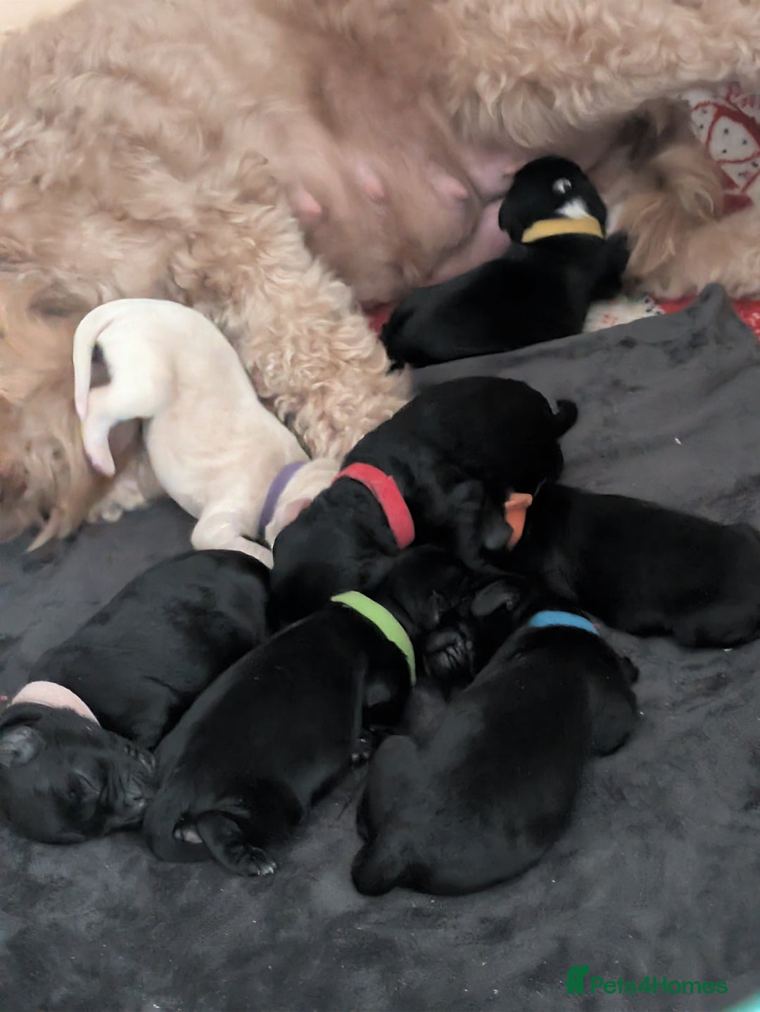 Cockapoo dogs for sale: F2 cockapoo puppies for sale . - Advert 5