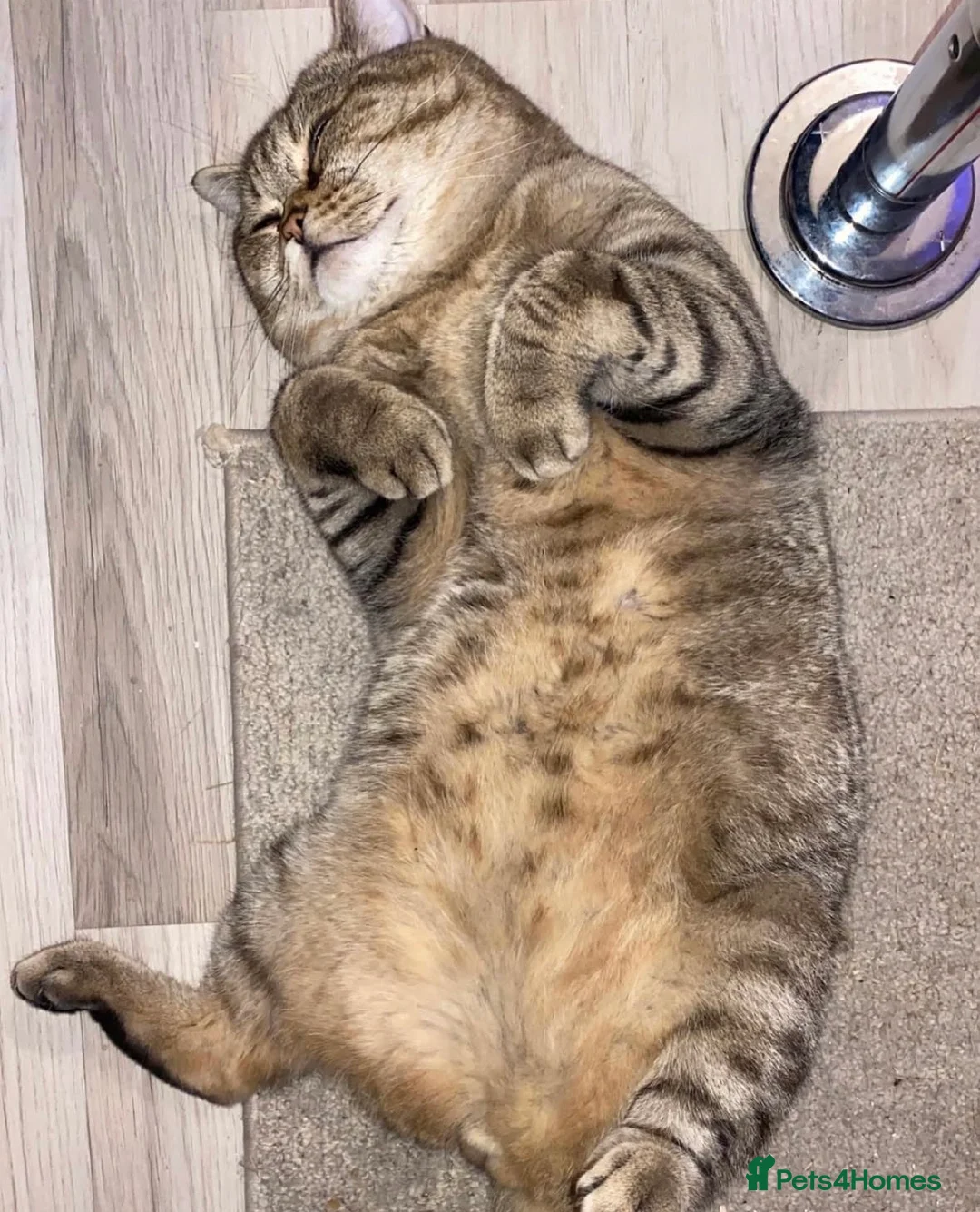 Scottish Fold cats for sale: Gorgeous Scottish fold/ Straight female kittens - Advert 30