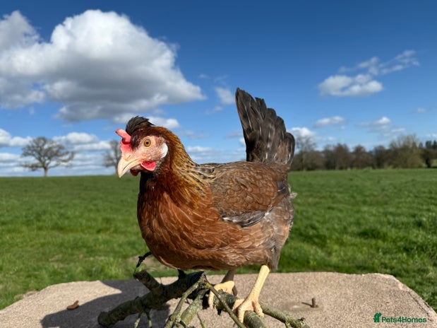 Chickens poultry - Advert 11