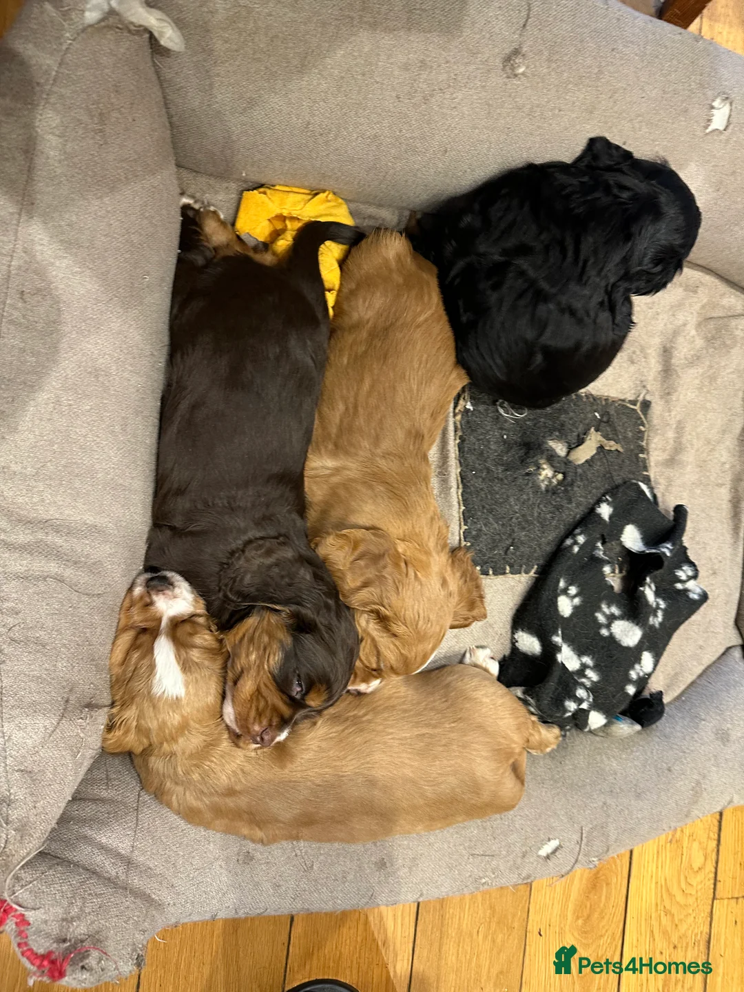 Cocker Spaniel dogs for sale: Working cocker spaniel puppies - Advert 1