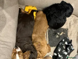 Cocker Spaniel dogs Working cocker spaniel puppies - Advert 4