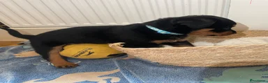 Rottweiler Puppy 1
