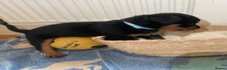 Rottweiler dogs for sale: Beautiful Rottweiler puppies ready now in Dartford - Advert 12