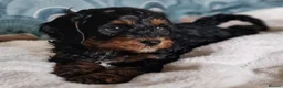Cavapoochon dogs for sale: Gorgeous litter cavapoochon puppies  - Advert 6