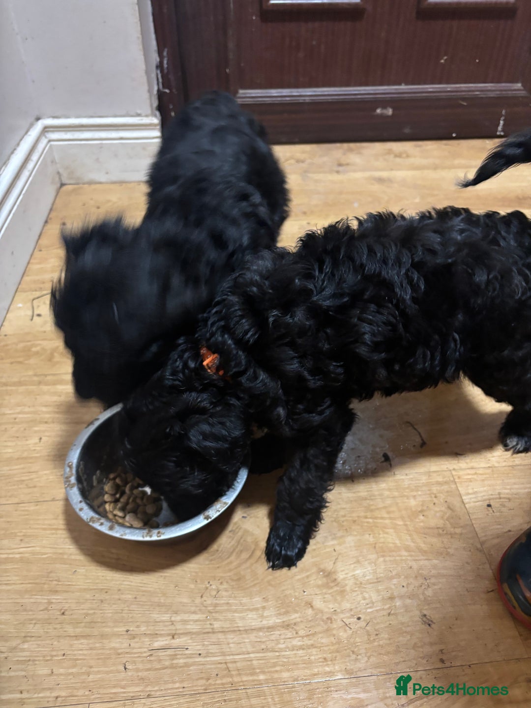 Cockapoo dogs for sale: Cockapoo for sale - Advert 10