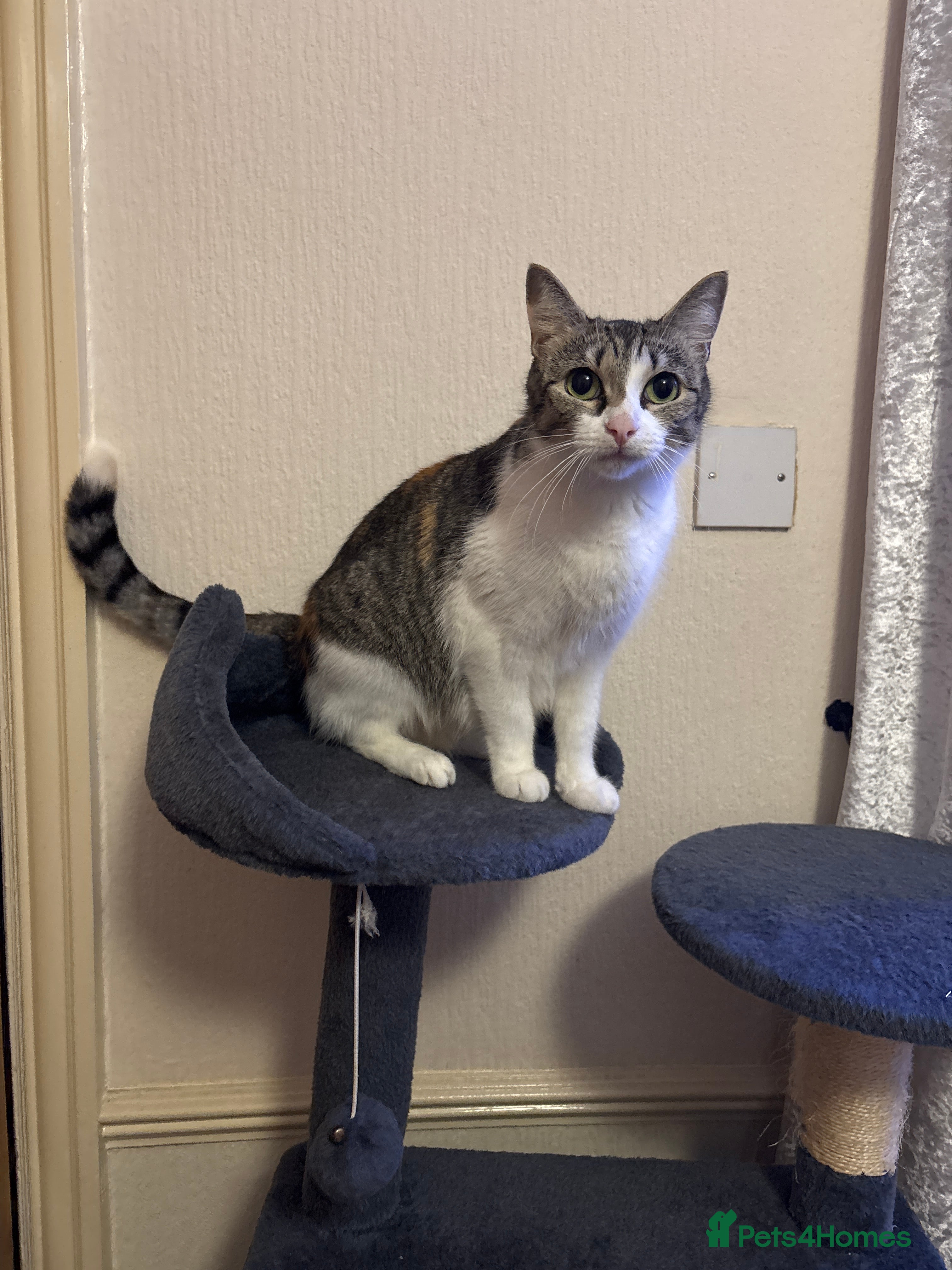 Mixed Breed cats 5 lovely Kittens for sale - Advert 12