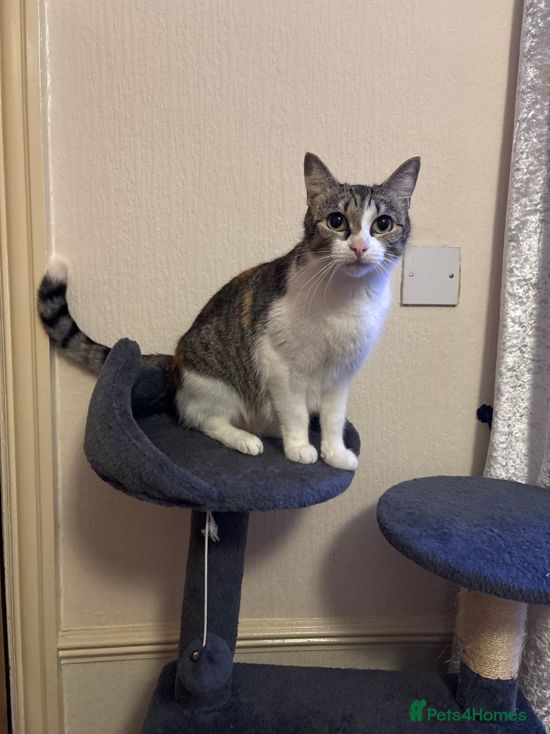 Mixed Breed cats for sale: 5 lovely Kittens for sale - Advert 1