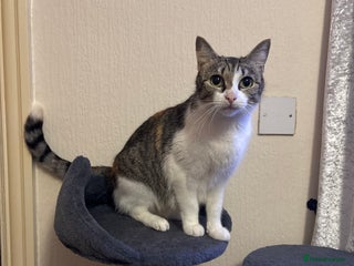 Mixed Breed cats 5 lovely Kittens for sale - Advert 1