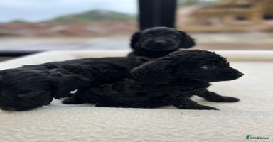 Cockapoo dogs - Advert 2