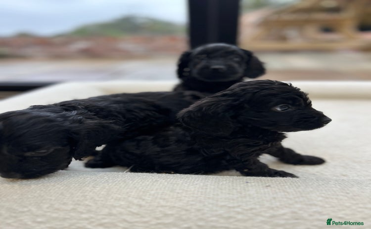 Cockapoo dogs - Advert 7