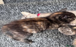Norwegian Forest Cat cats for sale: Norwegian forest x bengal - Image 4