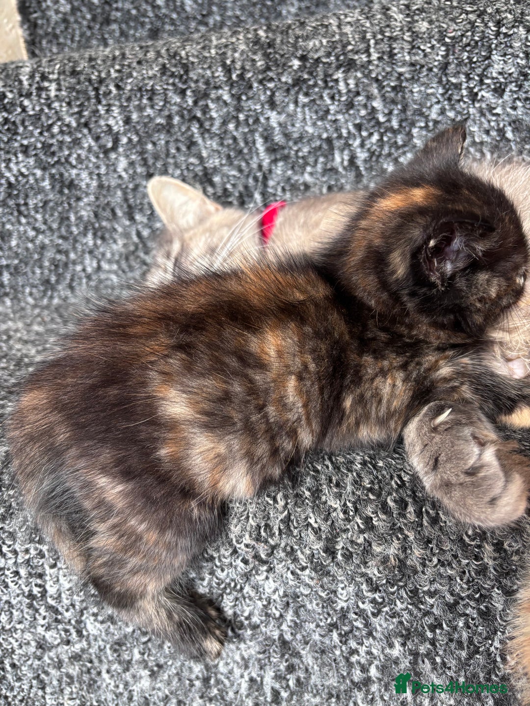 Norwegian Forest Cat cats for sale: Norwegian forest x bengal - Image 4
